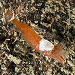 Shrimp 01